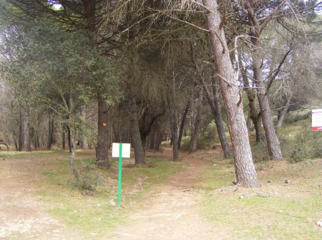 varios caminos rodeados de arboles